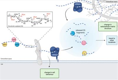 New Insights Into Human Hyaluronidase 4/Chondroitin Sulphate Hydrolase